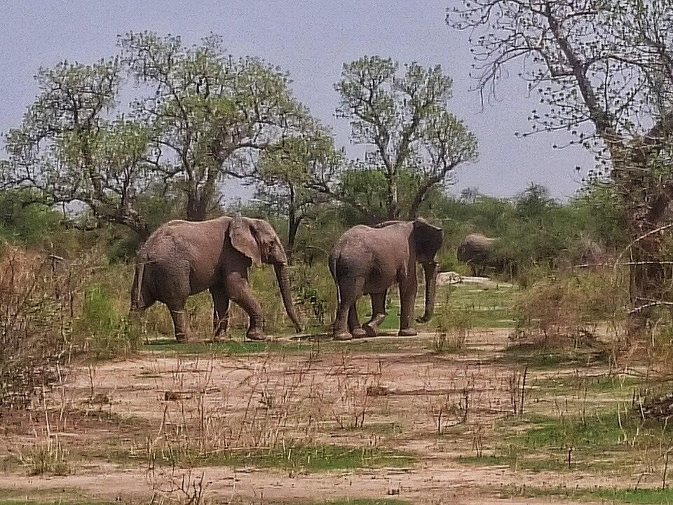 « Le travail de toute une année a été mangé par les éléphants » : au Cameroun, le conflit homme-faune fait des ravages