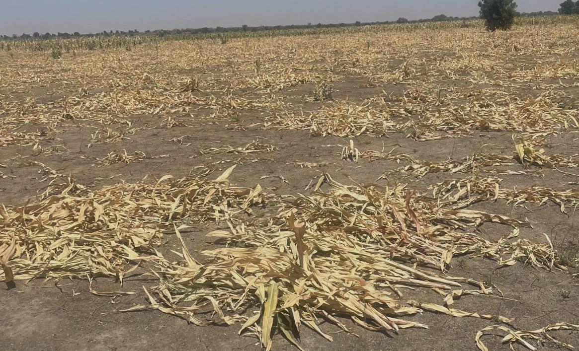 Cameroun: « les habitants vivent dans une angoisse permanente » des attaques des éléphants