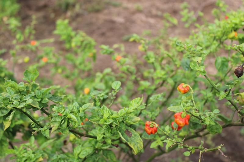 In Cameroon, poor post-harvest practices are constraints to farmers’ productivity in vegetable production