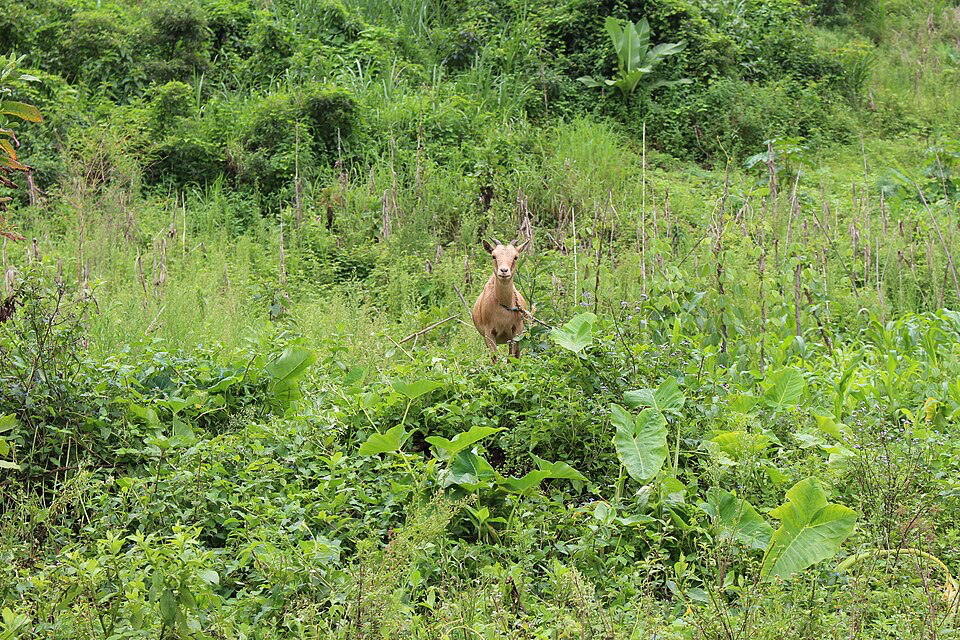 Au Nord-Ouest du Cameroun, le conflit armé est la principale cause d'abandon des terres agricoles