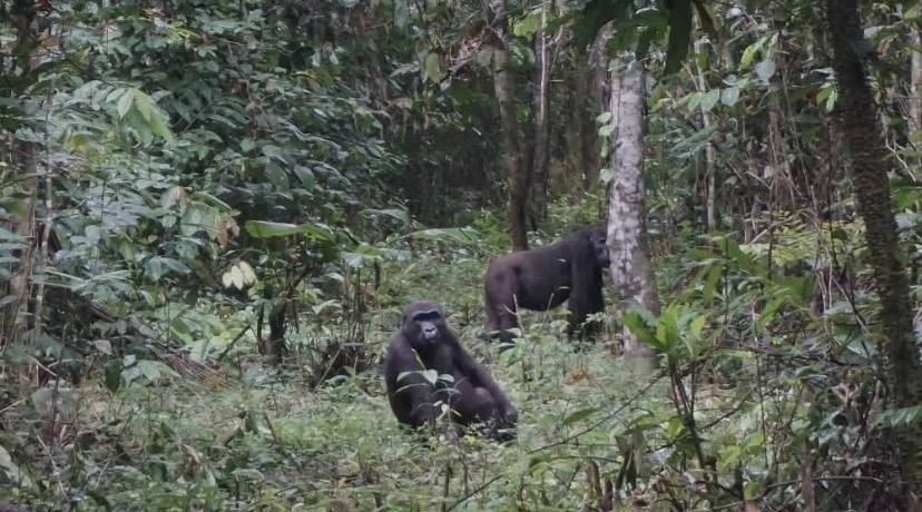 Au Cameroun, la relation « conflictuelle » entre le parc national de Campo Ma'an et les populations
