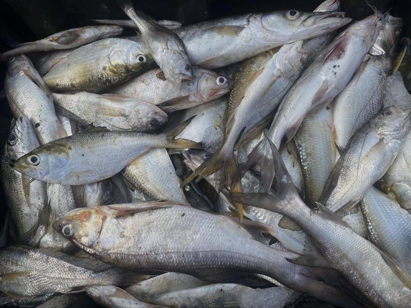 In Cameroon, household fishing activities increase school dropout