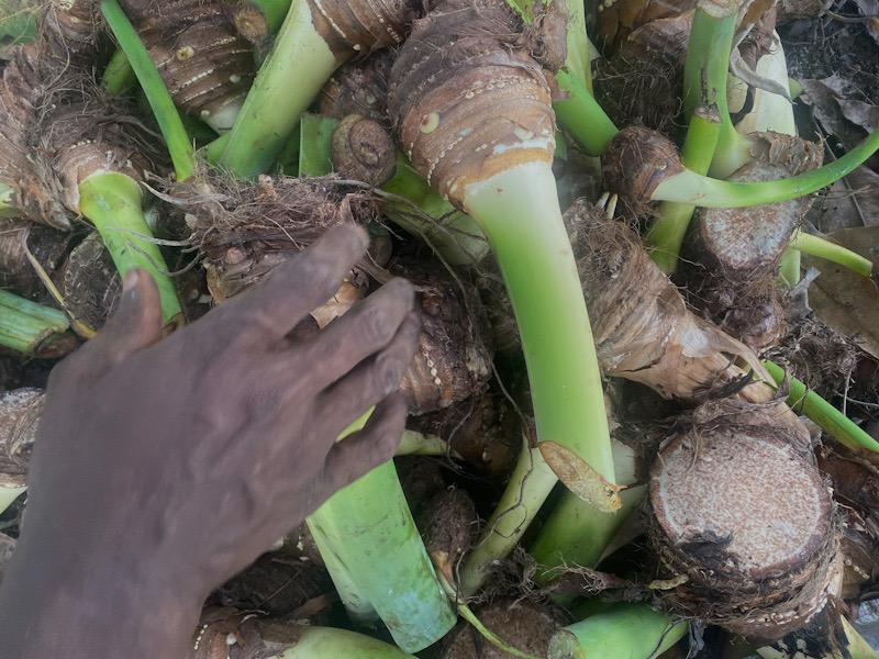 Agriculture : la croissance passe de 5,2% en 2024 à 1,1% en 2025 au Cameroun